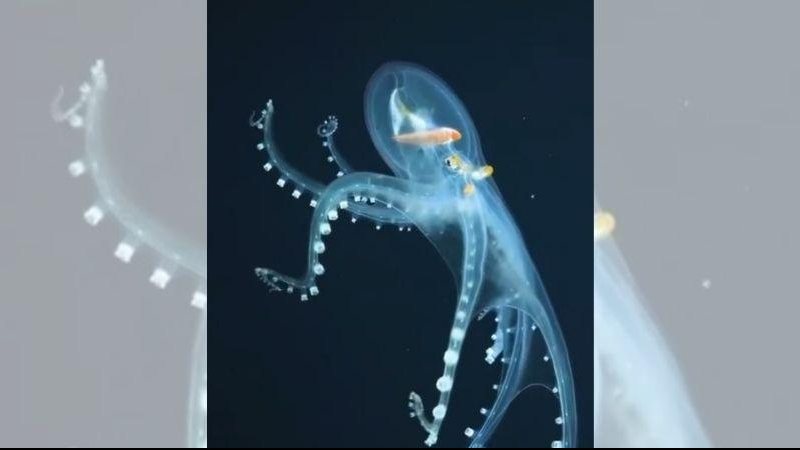 Polvo de vidro vive entre 200 e mil metros de profundidade no oceano Vídeo flagra raro e incrível “polvo de vidro” Polvo de vidro, um polvo com membrana transparente e apenas alguns órgão visíveis - Reprodução/ Instagram