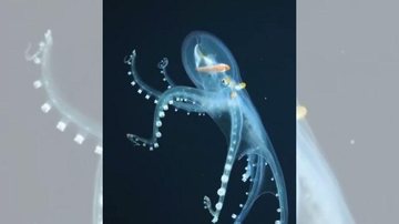 Polvo de vidro vive entre 200 e mil metros de profundidade no oceano Vídeo flagra raro e incrível “polvo de vidro” Polvo de vidro, um polvo com membrana transparente e apenas alguns órgão visíveis - Reprodução/ Instagram
