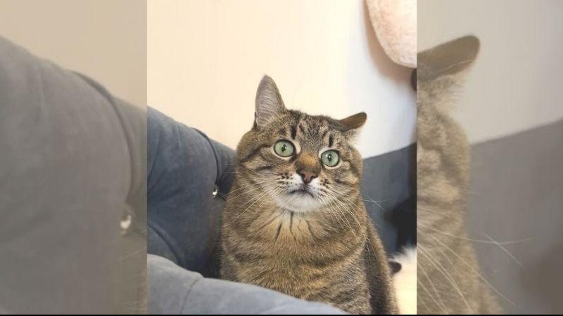 Stepan é um sucesso nas redes sociais e suas poses fazem a alegria dos fãs Gato mais famoso da Ucrânia foge para a França Gato Stepan, um felino de pelagem tigrada - Reprodução/Instagram