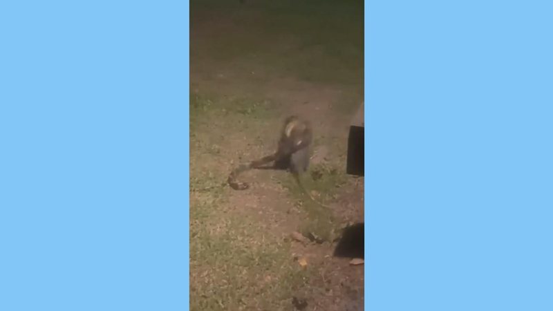 Gambá levou a melhor em confronto com cobra caninana flagrado em camping de Ilhabela Gambá captura cobra caninana em Ilhabela (SP): assista Gambá mordendo cobra caninana - Imagem: Reprodução / Biólogo Henrique o Biólogo das Cobras