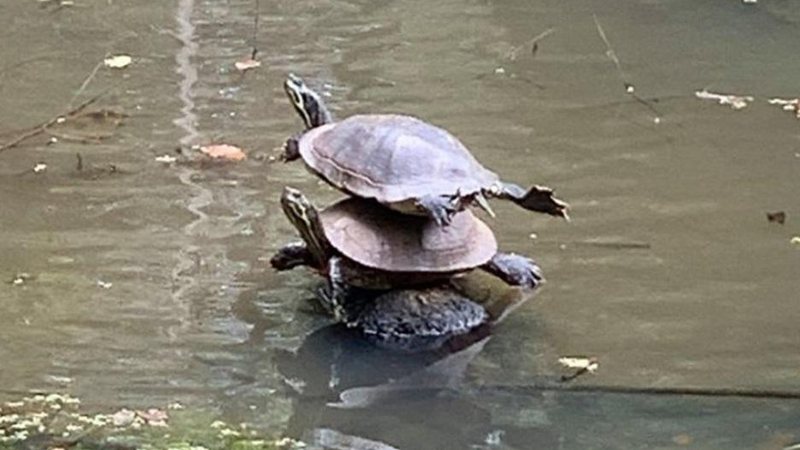 Tartarugas se aquecem no sol, e como o espaço seco é pequeno, elas se aglomeram Tartaruga em cima da outra gera curiosidade e chama atenção na internet Tartarugas empilhadas em cima de uma pedra - Reprodução