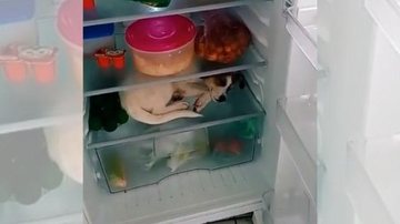 A gravação fez tanto sucesso que ultrapassou 688 mil visualizações Vídeo de cadela se refrescando dentro de geladeira viraliza Cachorro dentro da geladeira - Reprodução