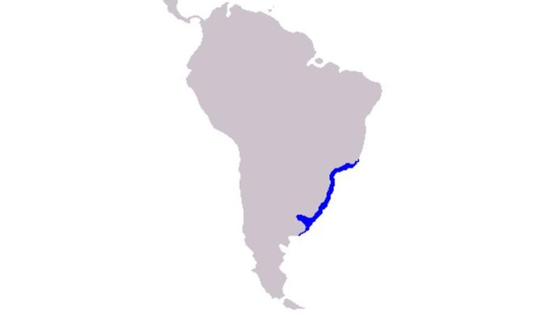 A espécie Pontoporia blainvillei está na lista vermelha de risco de extinção da União Internacional para a Conservação da Natureza Toninha no litoral - Fonte: IUCN