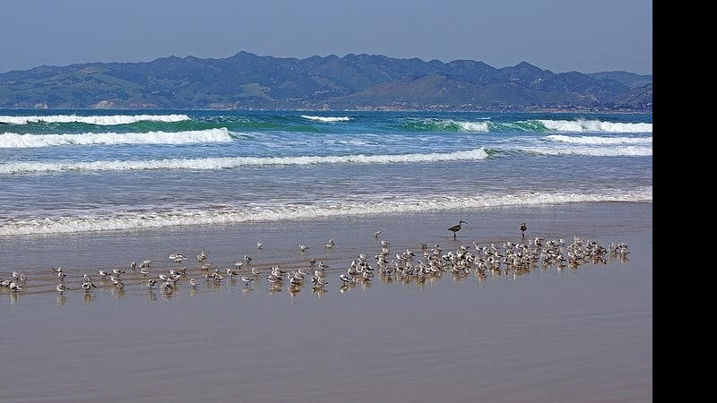 Praia na California (EUA) Notícias - 29.04.2022 Praia com aves - Copyright: WPFlare