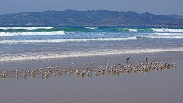 Praia na California (EUA) Notícias - 29.04.2022 Praia com aves - Copyright: WPFlare