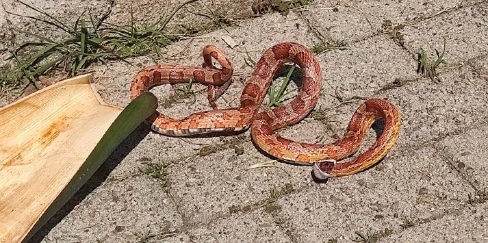 Cobras exóticas dos EUA são encontradas em casa no interior de SP