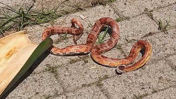 Cobra americana rara no Brasil é encontrada morta em Praia Grande Serpente no litoral - Reprodução Praia Hrande Mil Grau
