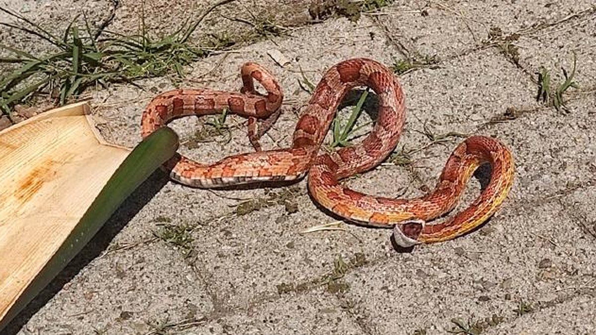 FOTOS: Corn snake, espécie de serpente exótica dos EUA, é