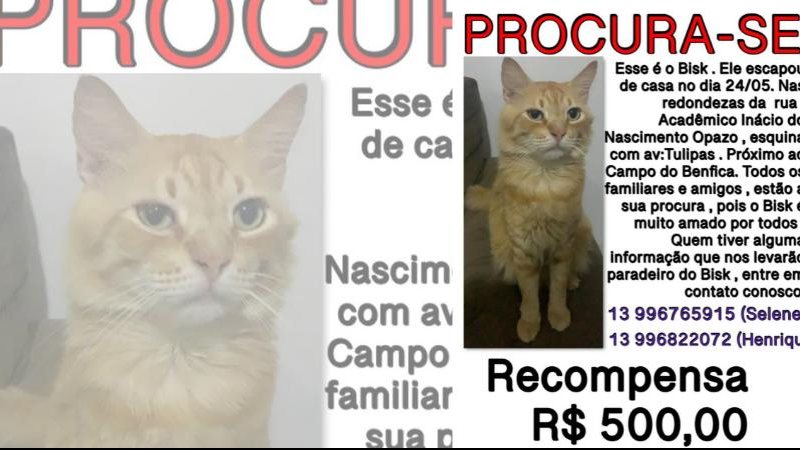 Gato é conhecido como Bisk e está desaparecido desde a última terça-feira (24) Gato desaparecido Gato caramelo com olho verde - Divulgação