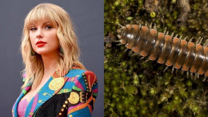 Novo bichinho foi encontrado nos Montes Apalaches, nos Estados Unidos Nova espécie de piolho-de-cobra tem nome inspirado na cantora Taylor Swift Cantora Taylor Swift e piolho-de-cobra - Reprodução/Twitter