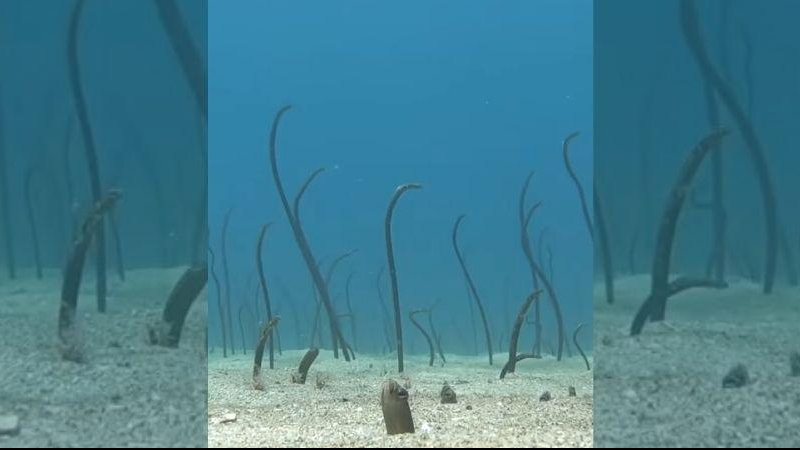 As enguias-de-jardim vivem em uma profundidade média de 30 metros Vídeo mostra enguias “brotando” do solo marinho Enguias-de-jardim no solo marinho - Reprodução/Instagram