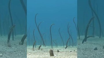 As enguias-de-jardim vivem em uma profundidade média de 30 metros Vídeo mostra enguias “brotando” do solo marinho Enguias-de-jardim no solo marinho - Reprodução/Instagram