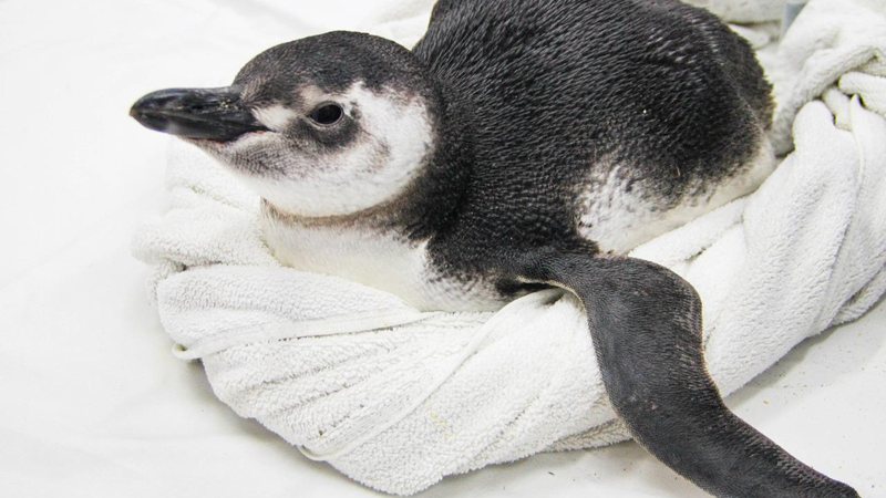 O Instituto Gremar monitora o Trecho 9, compreendido entre São Vicente e Bertioga Pinguim Foto de perfil de um pinguim - Divulgação