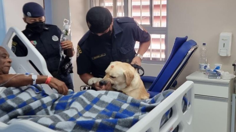 "Cinoterapia” é a terapia realizada com o auxílio de cães Cães da GCM de Santos vão auxiliar pacientes Cão acompanhado de GCMs visita paciente em hospital - Prefeitura de Santos