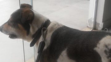 Cachorra Lili foi mordida por jararaca em Caraguatatuba, SP Cachorra é picada por cobra jararaca em Caraguatatuba (SP) cachorra lili - Foto: Repórter Online Litoral