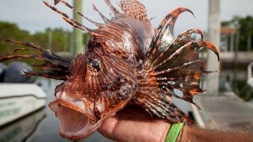 Peixe-leão faz 1ª vítima em mar aberto e especialistas alertam sobre espécie Peixe-leão - Angel Valentin / NYTNS