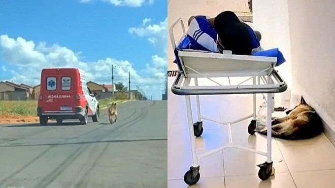“[Mandraque] não queria entrar na ambulância, então o motorista foi orientado a ir em baixa velocidade para que o cachorro pudesse segui-lo”, disse Dias. “Eles chegaram em casa em segurança.” - Reprodução/Web
