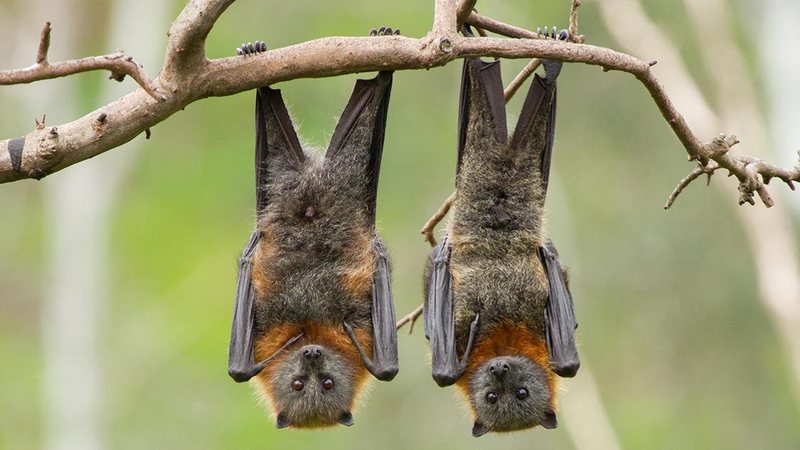 O morcego está presente em quase todo o mundo e seu tamanho pode variar de 3 centímetros de comprimento a 2 metros de envergadura Morcego Morcego pendurado em árvore - Getty Images/iStockphoto