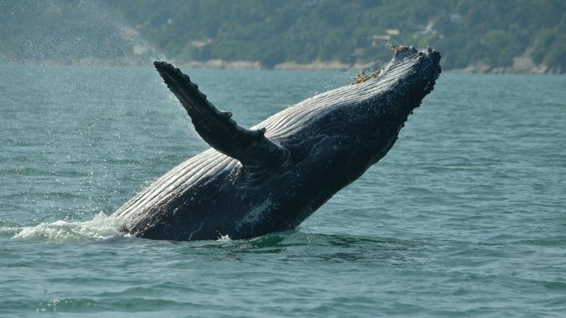 Baleia avistada na temporada passada nas águas de Ilhabela Primeira baleia-jubarte da temporada 2022 é avistada no sul de Ilhabela (SP) baleia jubarte saltando em ilhabela - Foto: Acervo/Sectur