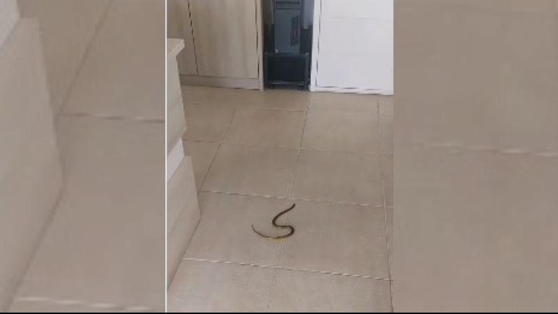 Logo a cobrinha foi devolvida a seu habitat natural Cobra invade escritório na Riviera, em Bertioga | VÍDEO Cobra d'água no chão de escritório em Bertioga - Reprodução/Redes Sociais