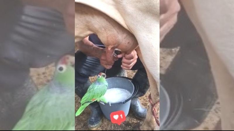 Papagaio não pensou duas vezes antes de "cair de bico" no leite fresquinho Papagaio mamífero? Vídeo mostra ave bebendo leite direto da vaca Papagaio bebe leite direto da teta da vaca - Reprodução/Facebook