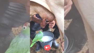 Papagaio não pensou duas vezes antes de "cair de bico" no leite fresquinho Papagaio mamífero? Vídeo mostra ave bebendo leite direto da vaca Papagaio bebe leite direto da teta da vaca - Reprodução/Facebook
