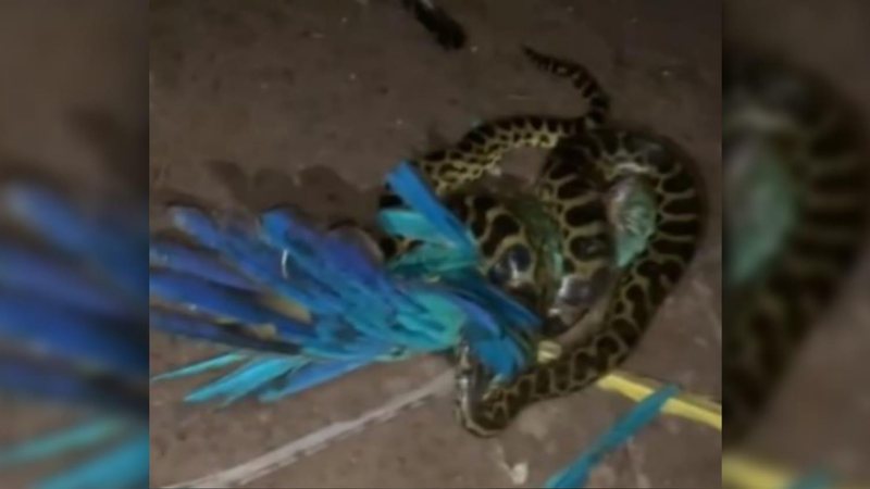 Uma sucuri-amarela devorou uma arara-canindé e foi filmada durante a refeição, que ocorreu em uma fazenda na Baia das Pedras, no Pantanal Sul, região do estado do Mato Grosso Sul. O vídeo foi publicado nas redes sociais do Instituto Arara Azul. - Vicente C. Lima e Jurgielewicz