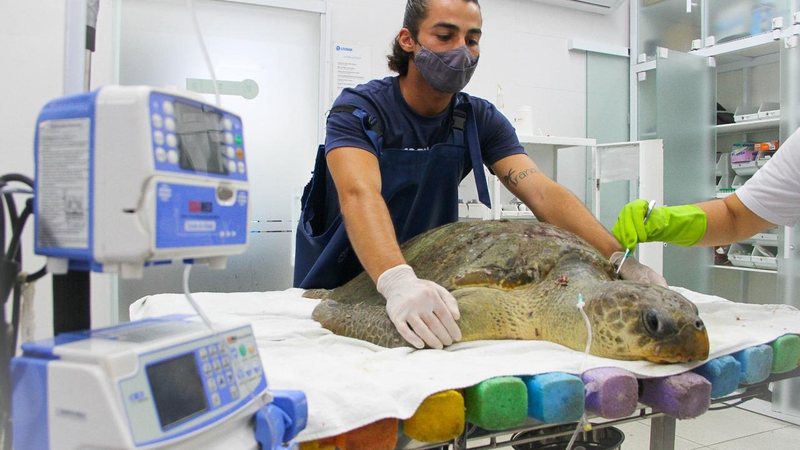 Animal está sendo monitorado intensivamente pela equipe de reabilitação do Instituto Tartaruga-oliva é resgatada e inicia reabilitação em Guarujá Tartaruga-oliva recebe tratamento no Instituto Gremar - Instituto Gremar