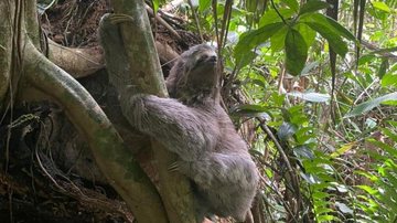 Animal foi solto em uma área de mata após o resgate GCM Ambiental de São Vicente resgata bicho-preguiça Bicho-preguiça em árvore - Prefeitura de São Vicente