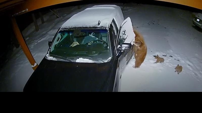 Os ursinhos ficam esperando a mamãe abrir o veículo Vídeo flagra mamãe ursa abrindo carro em busca de comida para seus filhotes Ursa abre veículo enquanto seus dois filhotes ficam no agaurdo do lado de fora - Reprodução/You Tube