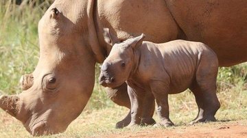 De acordo com o The Care for Wild Rhino Sanctuary, um santuário para rinocerontes selvagens, os agentes de proteção estão correndo contra o tempo para impedir a extinção dos rinocerontes De acordo com o The Care for Wild Rhino Sanctuary, um santuário para  - REPRODUÇÃO/CARE FOR WILD