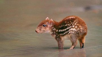 A paca possui hábito noturno e pode ser encontrada em filmagens com utilização de câmeras trap espalhadas por unidades de conservação em todo o país Paca Paca filhote marrom com tons tigrados em branco caminhando - Reprodução/Cultura Mix