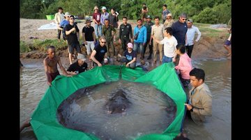 Multidão observa raia de água doce gigante antes de ela ser devolvida ao rio 2 - Pescador asiático fisga maior raia de água doce do mundo - Chhut Chheana/Maravilhas do Mekong via AP