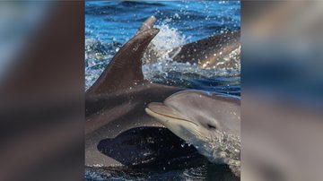 Golfinhos no mar de Ilhabela, SP Temporada 2022: fotógrafo registra linda imagem de golfinhos em Ilhabela (SP) golfinhos - Foto: Heitor Crespo/Projeto Baleia à Vista
