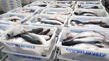 Mais de seis toneladas de pescado foram doadas para 11 instituições de caridade Barco é flagrado com mais de 6 toneladas de tainhas pescadas irregularmente em Guarujá Parte das tainhas apreendidas em Guarujá - Comunicação Social da Polícia Marítima de SP