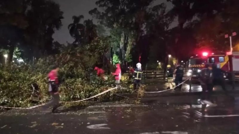 Defesa Civil afirma que a prefeitura irá providenciar o corte do restante da árvore Árvore caiu em Curitiba Bombeiros tirando do caminho a árvore que caiu no chão - Divulgação