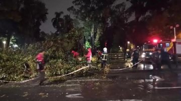 Defesa Civil afirma que a prefeitura irá providenciar o corte do restante da árvore Árvore caiu em Curitiba Bombeiros tirando do caminho a árvore que caiu no chão - Divulgação