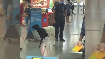 Passageiros elogiaram a docilidade do carneirinho Carneiro é flagrado tentando “andar de metrô” em SP | VÍDEO Carneiro anda pela estação de metrô Corinthians-Itaquera em São Paulo - Reprodução/Redes Sociais