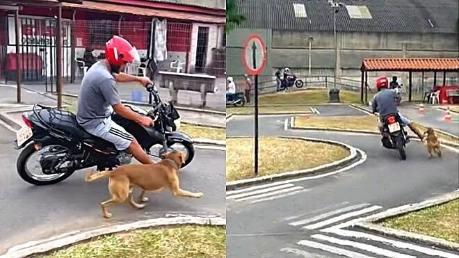 O vídeo viral foi publicado nas redes pelo instrutor de trânsito Thiago, que avaliava um aluno no momento da perseguição canina, no dia 29 de março - TikTok/@instrutor_thiago