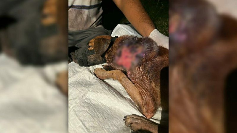 Cão é resgatado em apuros por proterora de animais - ONG Ação Animal