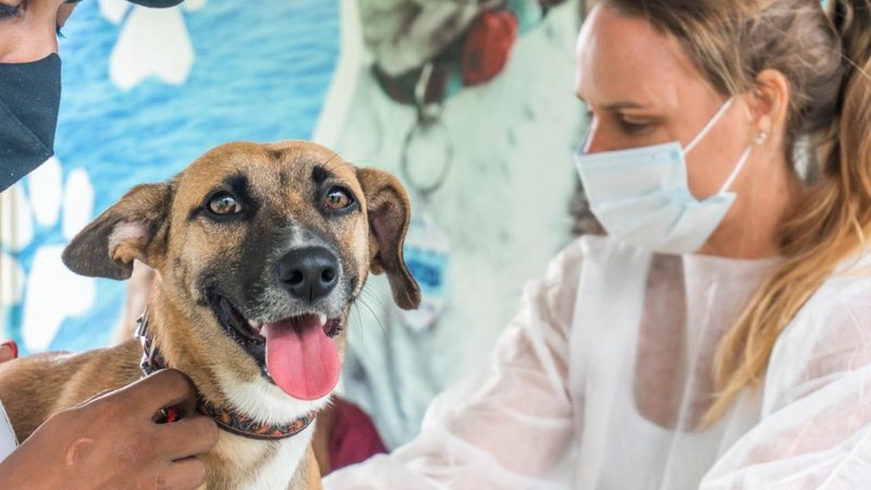 Castramóvel, trailer que realiza cirurgias gratuitas de castração em cães e gatos, atende a partir desta terça-feira (21) - Divulgação