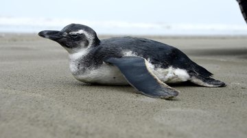 Pinguim-de-magalhães no litoral de São Paulo Frio em Praia Grande atrai até pinguim para a orla da cidade Pinguim de Magalhães em Praia Grande - Divulgação PMPG