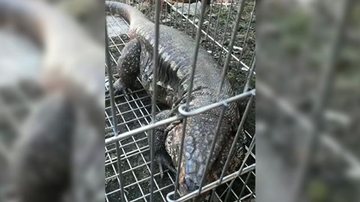 Lagarto gigante é capturado em residência no Litoral Norte de SP Largato Teiú - Divulgação PMSP