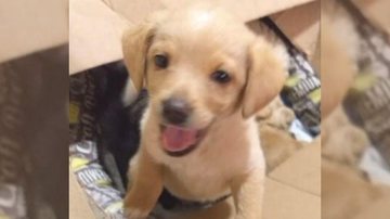 Uma das sete fofuras que estão disponíveis para adoção em Praia Grande Sete filhotes de cachorro são abandonados na porta de idoso em Praia Grande Filhote de cachorrinho de pelagem amarelada - Reprodução/PG no Grau