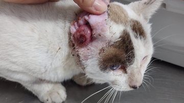 Animal foi encontrado em um terreno abandonado na cidade de São Vicente, litoral de São Paulo, junto de outros 29 gatos - Arquivo pessoal