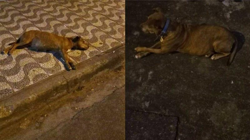 Animal está andando sem rumo próximo a rua Augusto Miguez, bairro Jardim Melvi - Reprodução/web