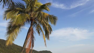 Vista da praia do Canto do Forte, em Praia Grande Olá! Seu resumo de notícias deste Corpus Christi acaba de chegar Vista da praia do Canto do Forte, em Praia Grande, com coqueiro em primeiro plano - Esther Zancan