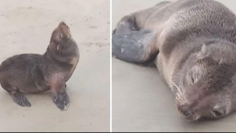 Lobo-marinho foi encontrado na praia de Bopiranga, em Itanhaém, na última segunda-feira (20) Lobo-marinho é resgatado em praia do litoral sul de SP Imagens do lobo-marinho resgatado em Itanhaém - Reprodução/Instituto Biopesca