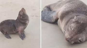 Lobo-marinho foi encontrado na praia de Bopiranga, em Itanhaém, na última segunda-feira (20) Lobo-marinho é resgatado em praia do litoral sul de SP Imagens do lobo-marinho resgatado em Itanhaém - Reprodução/Instituto Biopesca