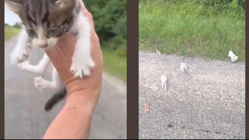 Vídeo mostra o modus operandi da "gangue da fofura" Vídeo: Homem é vítima de “gangue dos gatinhos” nos EUA Gatinhos que foram encontrados por homem em estrada dos EUA - Reprodução/Redes Sociais